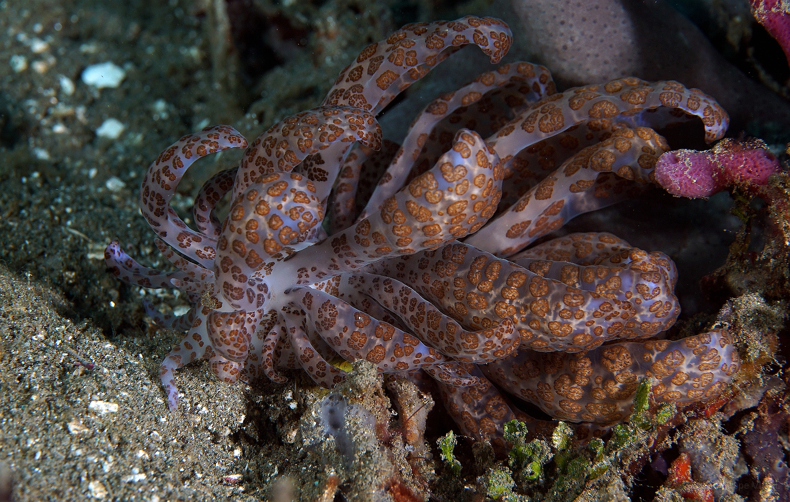 Banda Sea 2018 - DSC05570_rc - Solar powered phyllodesmium - Nudibranche solaire - Phyllodesmium longicirrum.jpg